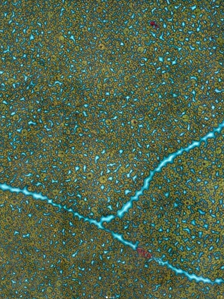 'Lily Pads' Art Print